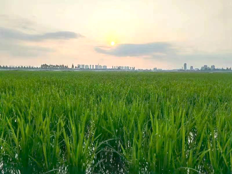 4飞地：水稻种植（8月底）2.jpg